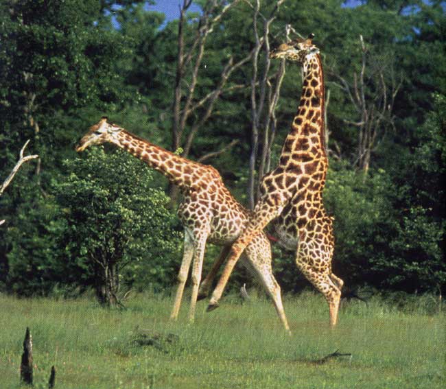 photograph of amorous giraffes