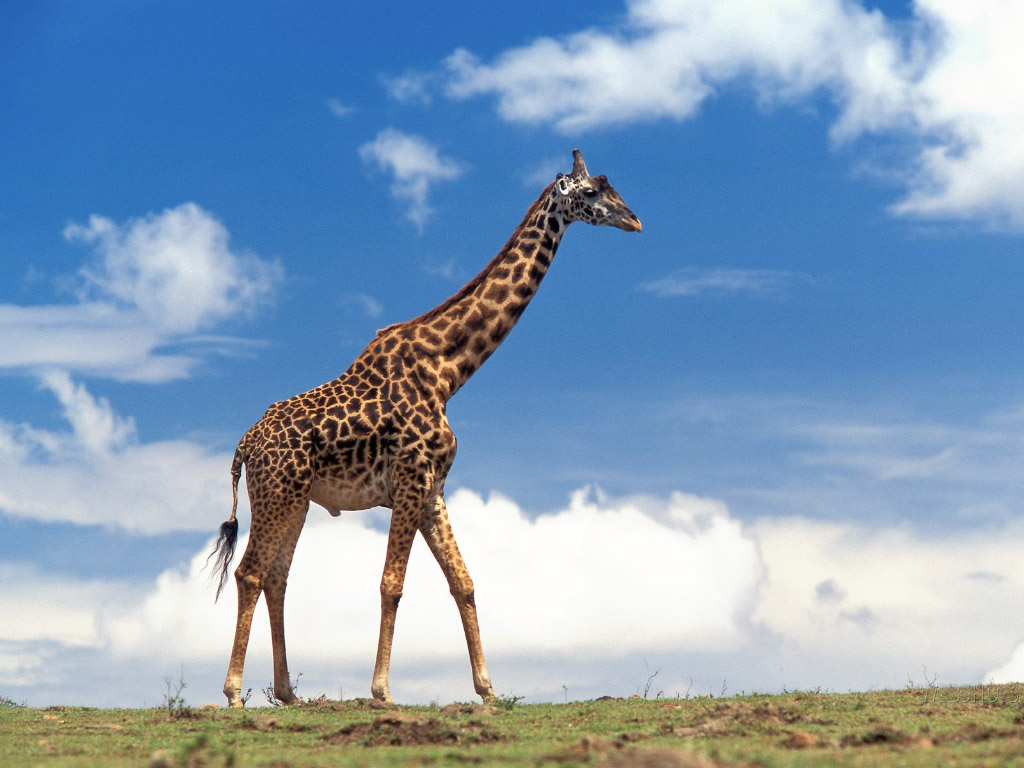 photograph  giraffe on the move