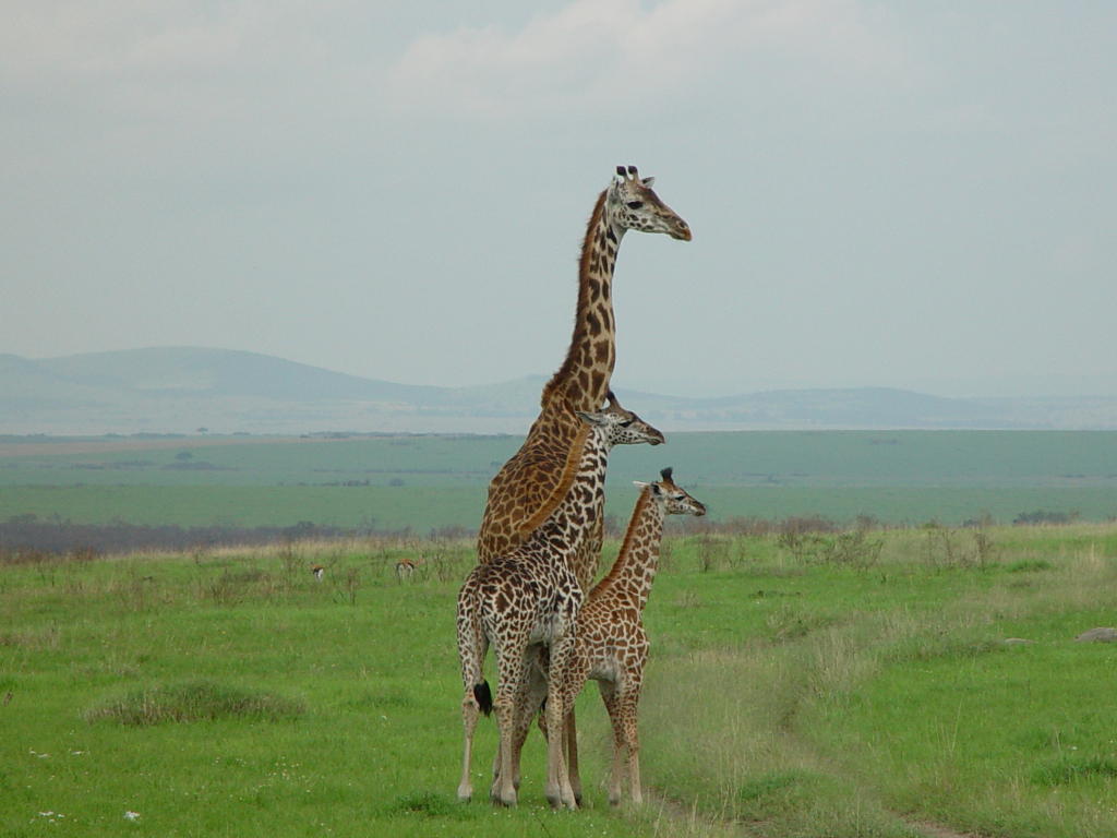 photograph of giraffes