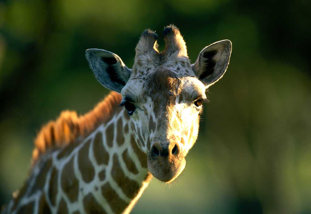 photograph of giraffe