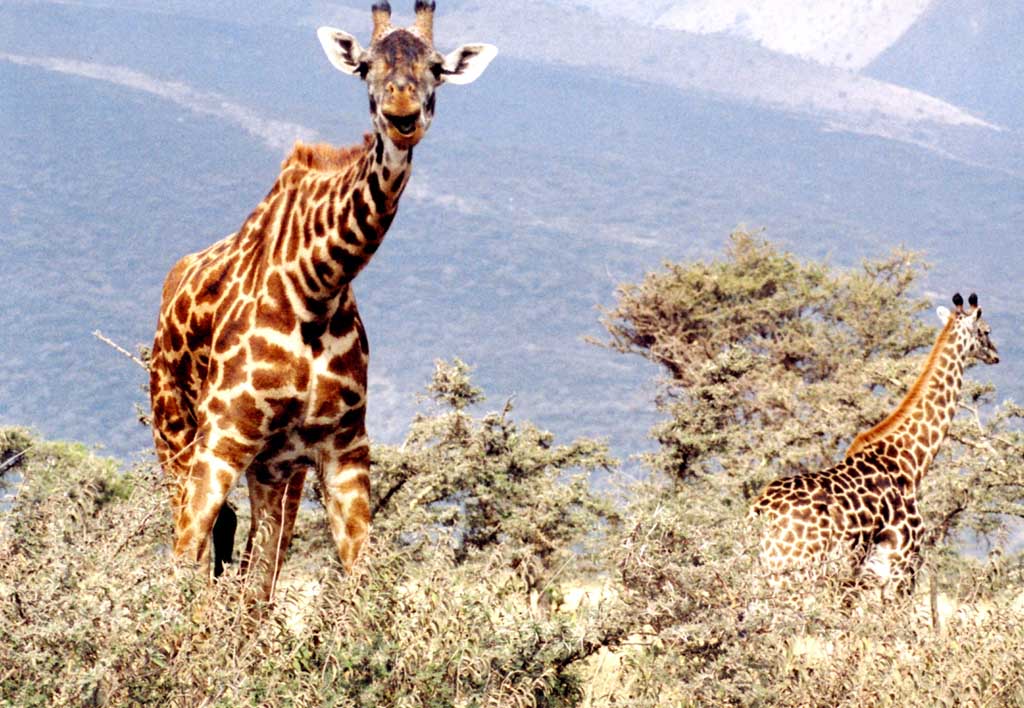 photograph of two giraffes