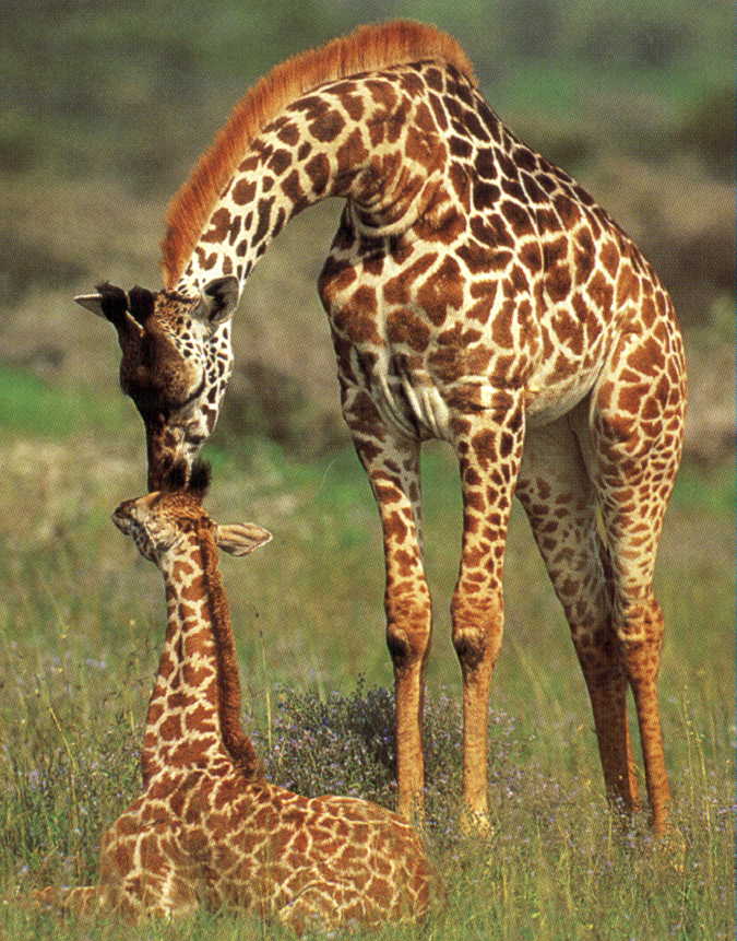 photograph of  giraffe and baby