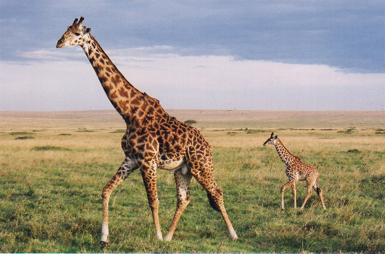photograph of giraffe and her calf