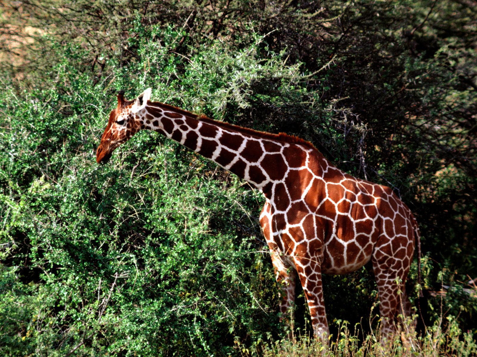 photograph of well-camouflaged giraffe