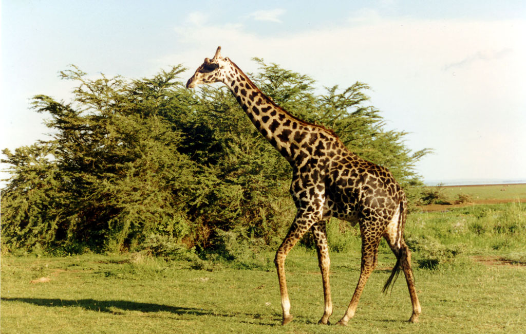 photograph of an ambling giraffe