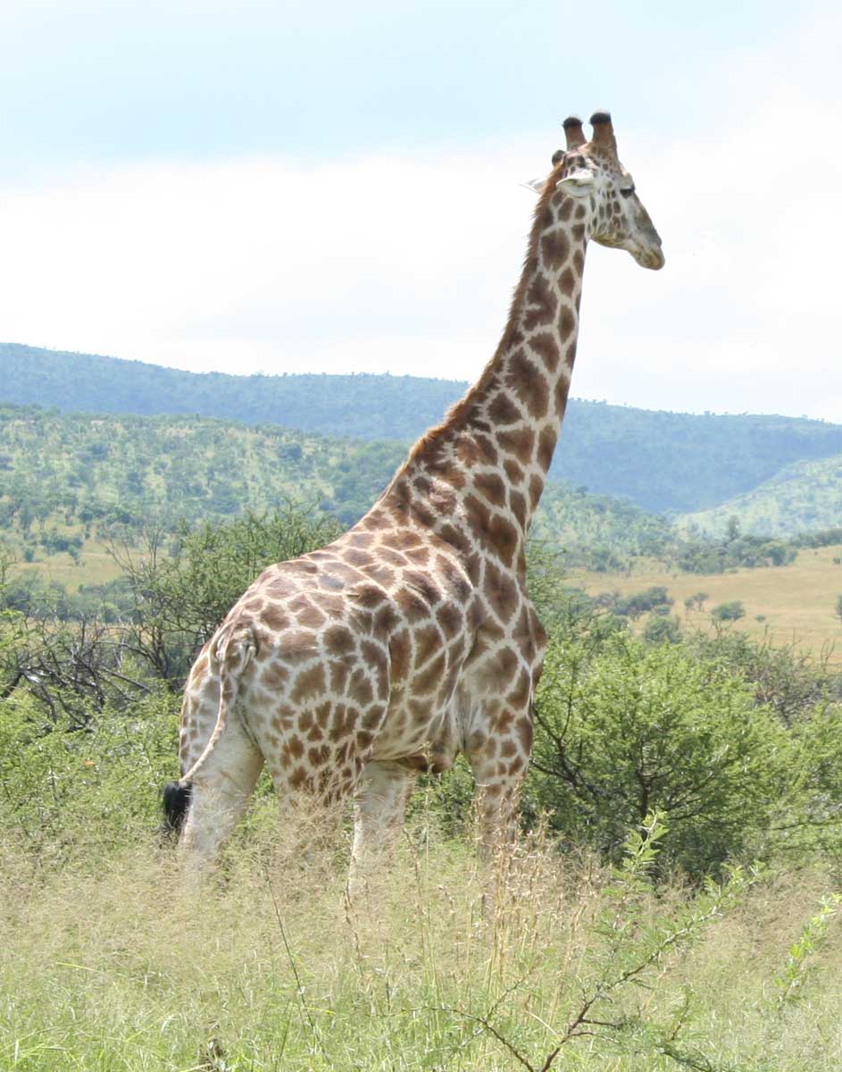 photograph of a very tall giraffe