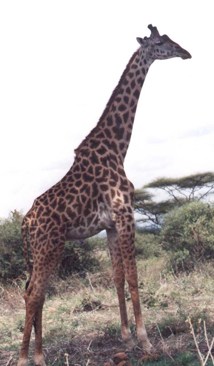 photograph of giraffe against the sky