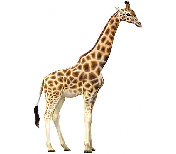 Are there 6 species of giraffe?