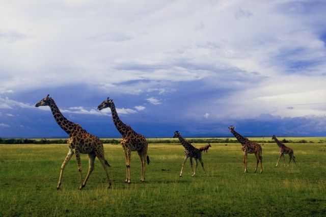 photograph of giraffes